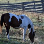 ファーマーズホールディングス（株）