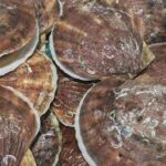 （有）丸二永光水産