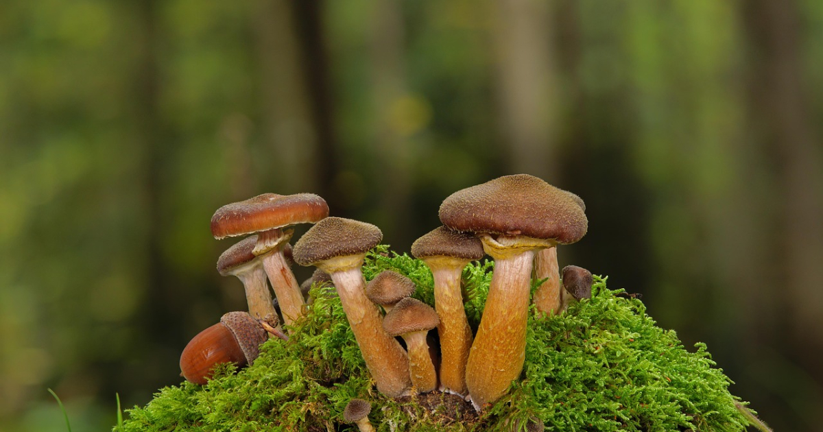 飯能管理株式会社